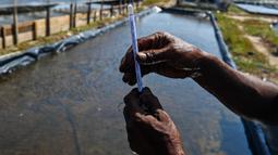 Seorang petani melakukan pengukuran air tambak garam di Lamnga, pinggiran Banda Aceh, Aceh, Selasa (7/3/2023). Harga garam rebus jauh lebih mahal daripada garam jemur. (CHAIDEER MAHYUDDIN/AFP)