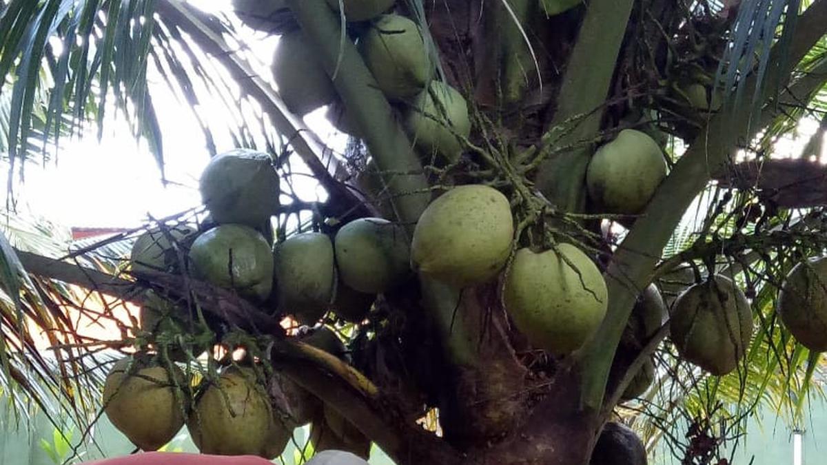 Menikmati Manisnya Gula Kalupu Pulau Kabaena Bertahan Melawan Zaman