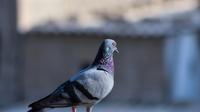 Ilustrasi burung merpati. (dok. Dawood Javed/Unsplash)