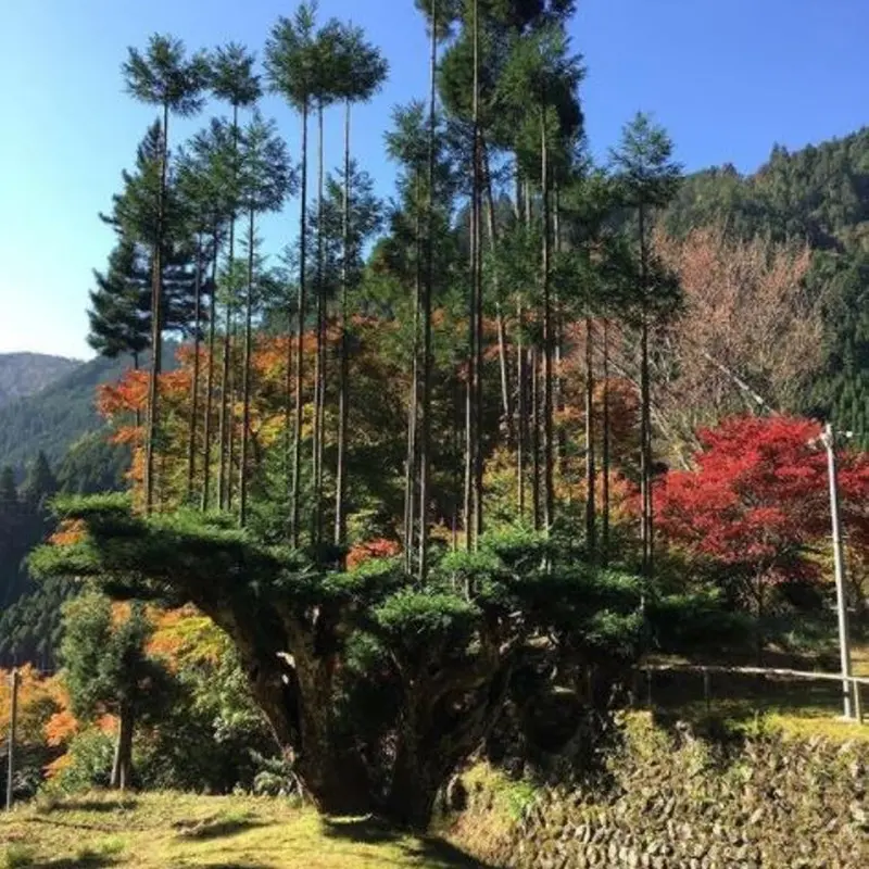 Mengenal Tradisi Menanam Pohon di atas Pohon di Jepang