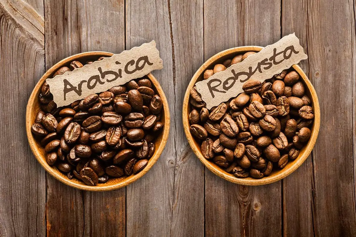 Mana Lebih Aman, Kopi Arabika atau Robusta?