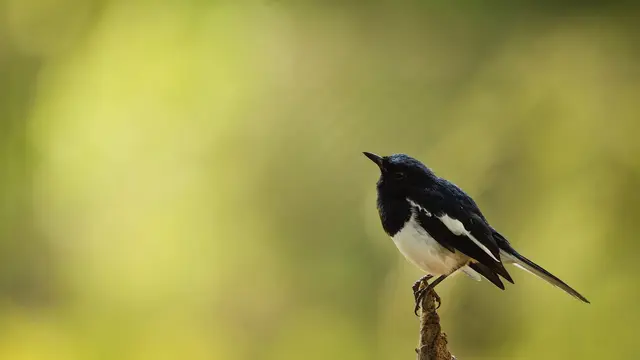 Burung Kacer atau Kucica Kampung