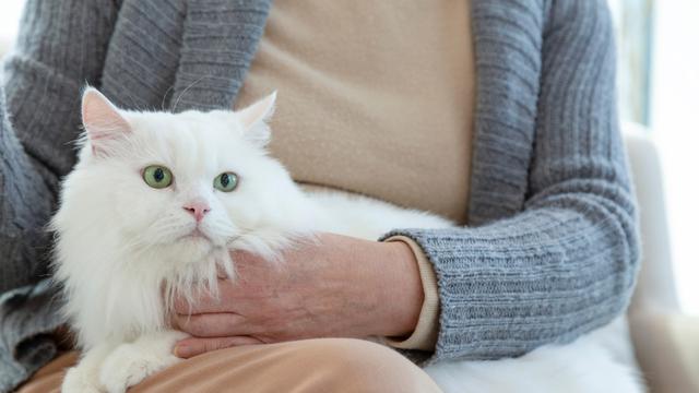 Ilustrasi kucing di pangkuan manusia.