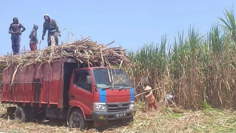 Proses panen tebu di wilayah Situbondo (Istimewa)