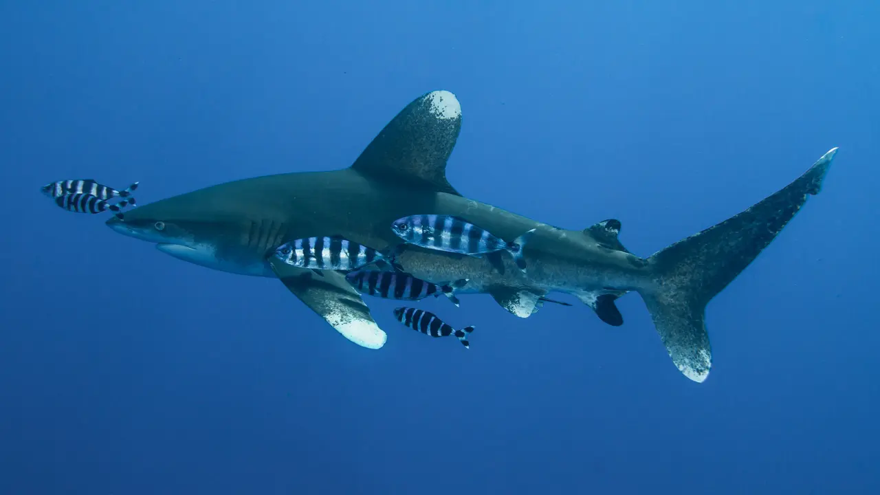 Ilustrasi ikan hiu, ikan remora