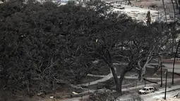 Para pengunjung serta penduduk setempat terpesona oleh pohon beringin raksasa di Pelabuhan Lahaina yang menjulang setinggi 60 meter, menaungi mereka yang duduk di bangku-bangku di bawah dahan-dahan yang berkelok-kelok. (Patrick T. Fallon / AFP)
