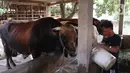 Peternak sapi melakukan perawatan sapi yang sudah dibeli Presiden Joko Widodo untuk kurban  Idul Adha di Ciledug, Tangerang, Banten, Selasa (28/7/2020). (Liputan6.com/Angga Yuniar)