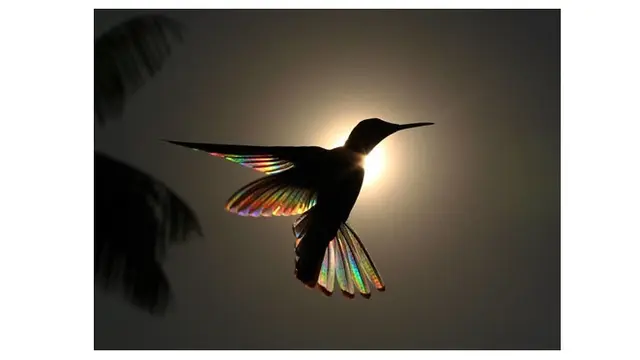 Bak Pelangi, Begini 6 Foto Indahnya Sayap Burung Kolibri Ketika Terkena Sinar Matahari