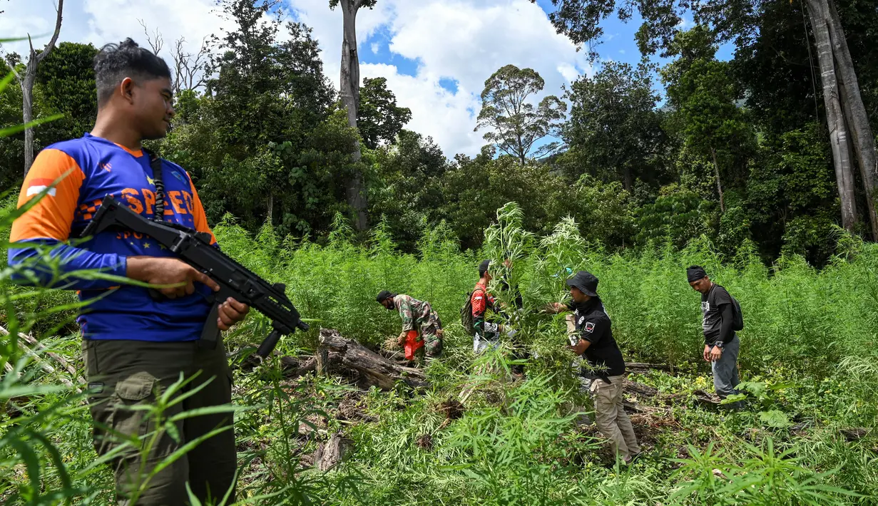 Anggota Badan Narkotika Nasional (BNN) memusnahkan tanaman ganja saat penggerebekan pada jalur hutan di Lamteuba, Provinsi Aceh, 18 Mei 2022. (CHAIDEER MAHYUDDIN/AFP)