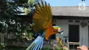 Pelatih Burung Paruh Bengkok Albi (30) melatih burung Blue and Gold Macaw (Ara Ararauna) di sekolah burung miliknya di Cipayung, Depok, Jawa Barat, Selasa (24/5/2022). Untuk biaya pelatihan burung sampai bisa terbang bebas dan kembali ke pemiliknya berkisar 500 ribu untuk jenis paruh bengkok ukuran small. (merdeka.com/Arie Basuki)