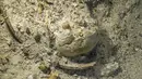 Kondisi kerangka manusia yang ditemukan perarian dekat Pulau Antikythera, Yunani, pada 6 September 2016. Kerangka manusia tersebut diyakini berusia sekitar 2.000 tahun.  (Greek Ministry of Culture/Reuters)