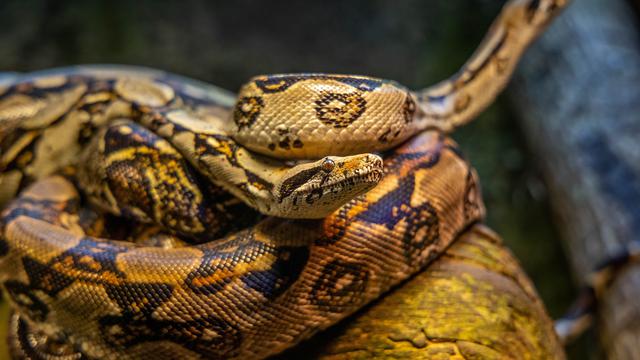 7 Arti Mimpi Melihat Ular yang Banyak, Punya Makna Tak Terduga