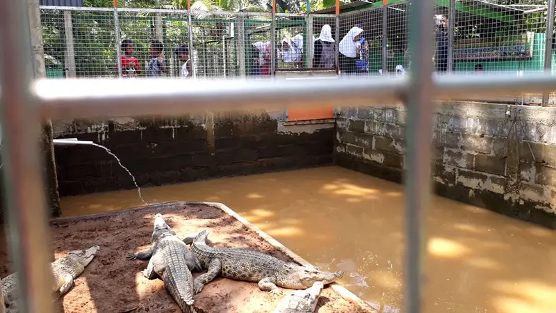 Penangkaran buaya menjadi tempat favorit yang banyak dikunjungi anak-anak sekolah. (Foto: Liputan6.com/Muhamad Ridlo)