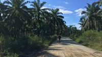 Area perkebunan kelapa sawit di Kabupaten Paser. (Liputan6.com/Istimewa)