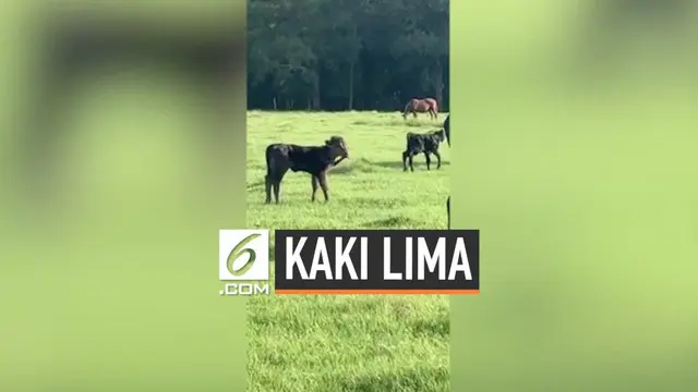 VIDEO: Penampakan Anak Sapi Berkaki Lima Tumbuh di Kepala