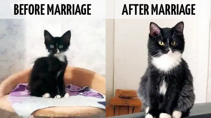 8 Gambar yang Sangat Dipahami oleh Orang yang Sudah Menikah