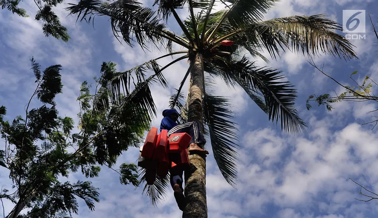 Seorang pria memanjat pohon kelapa untuk mengambil air nira di desa Taman Jaya, Sukabumi, Jawa Barat  (24/06). Gula kelapa atau gula merah ini dijual dengan harga Rp 10 ribu/kg. (Merdeka.com/Arie Basuki)