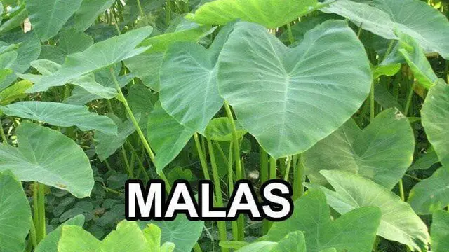 Gambar Plesetan Ini Dijamin Bikin Kamu Kesel Sekaligus Ngakak Ketawa