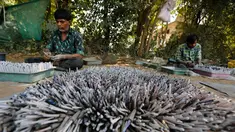Pekerja membuat petasan untuk festival Diwali atau Dipavali bagi umat Hindu yang akan datang, di sebuah pabrik pinggiran  Ahmadabad, Senin (22/10). Permintaan petasan di India semakin meningkat jelang perayaan Festival "Cahaya" Diwali. (AP/Ajit Solanki)