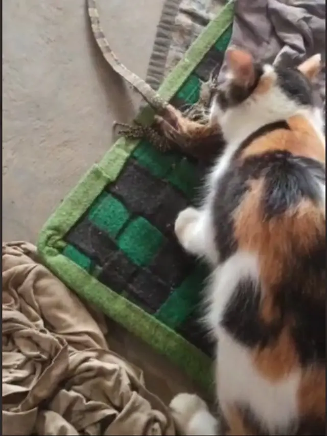 6 Potret Kucing Bawa 'Hadiah' ke Rumah Ini Bikin Geleng Kepala, Tingkahnya Bar-Bar