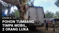 Pohon tumbang menimpa dua mobil di Kabupaten Bogor, Jawa Barat. Musibah ini mengakibatkan dua orang terluka.
