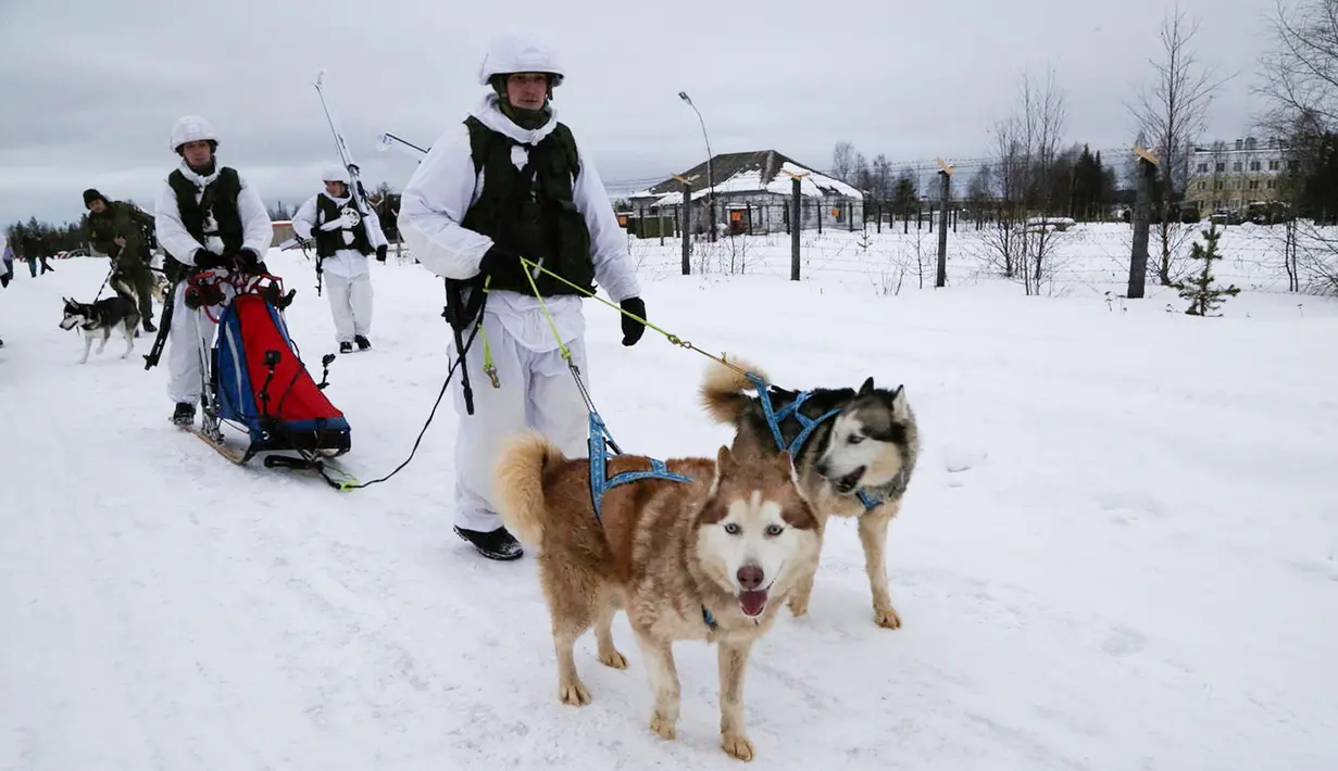 Tentara Brigade Arktik Armada Utara Rusia melatih anjing di Rusia, Selasa (26/11/2019). Anjing siberia husky direkrut untuk membantu melindungi kepentingan Rusia di Kutub Utara yang kaya minyak dan gas. (Andrei Luzik, Russian Defense Ministry Press Service via AP)