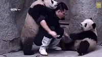 Menggemaskan, Penjaga Kebun Binatang Ini Bergulat dengan Panda (sumber. Huffingtonpost)