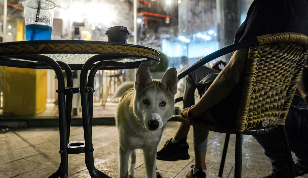 Seekor husky berdiri di samping seorang pria di kafe "Barking Lot" di kota pesisir Khobar, Arab Saudi pada 25 September 2020. Pemilik anjing di Arab Saudi kini dapat menikmati secangkir kopi bersama hewan kesayangan di kafe baru, sekaligus yang pertama di negara konservatif itu (FAYEZ NURELDINE/AFP)