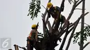 Petugas melakukan penebangan pohon di sepanjang jalan DI. Panjaitan, Kebon Nanas, Jakarta, Senin (21/3). Penebangan pohon-pohon itu untuk pelebaran jalan terkait pembangunan Jalan Tol Becakayu. (Liputan6.com/Gempur M Surya)