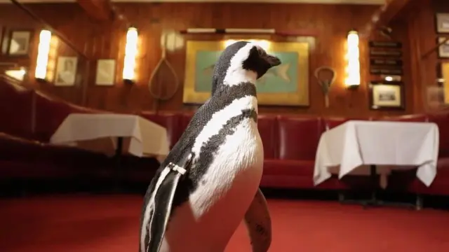 Penguin-Penguin Lucu Duta Kampanye Kurangi Sampah Plastik