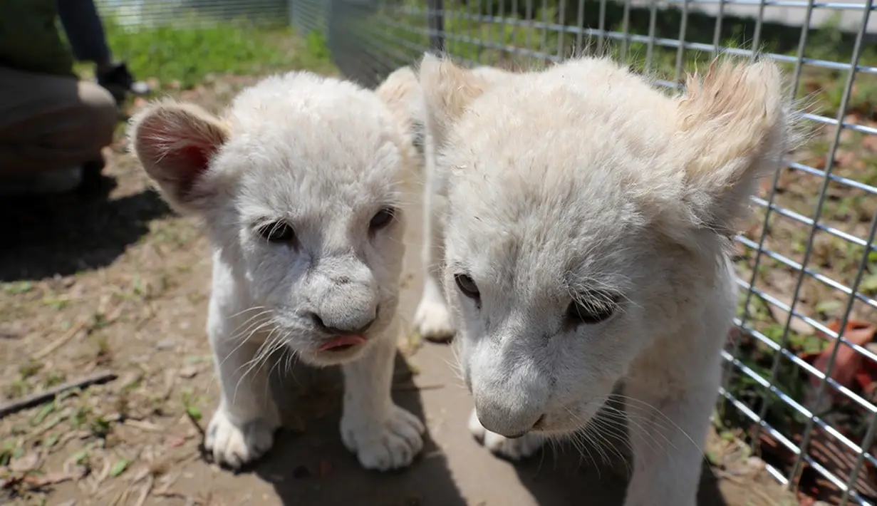 Bayi singa putih kembar tiga bermain di luar ruangan di Nantong Forest Safari Park di Kota Nantong, Provinsi Jiangsu, China, 23 April 2020. Bayi-bayi berusia hampir dua bulan itu memulai debut mereka di Nantong Forest dan mereka secara resmi akan bertemu wisatawan pada 1 Mei. (Xinhua/Xu Congjun)