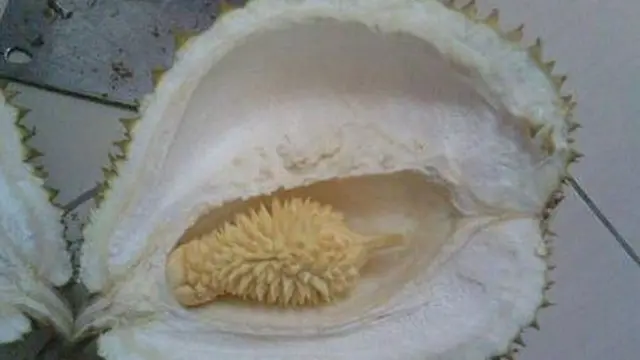 6 Potret Isi Durian Ini Nyeleneh Banget, Bikin Terheran-Heran