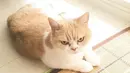 Masih ingat dengan kucing Tadar Sauce yang dijuluki The Grumpy Cat? Kucing lucu itu kini punya saingan bernama Koyuki. (instagram.com/marugaodesuyo)