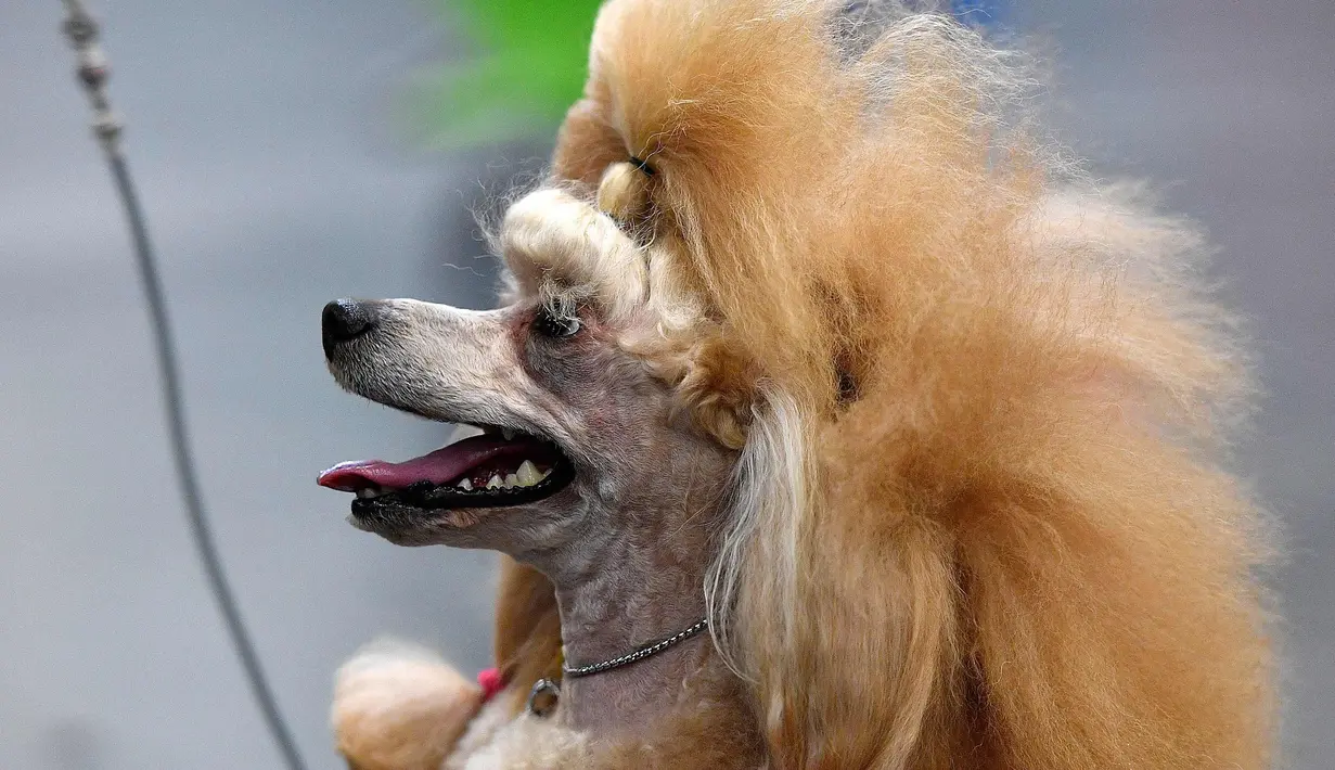 Seekor anjing pudel bersiap untuk mengikuti kompetisi Dog Show di Dortmund, Jerman, (13/10). Kompetisi ini akan berlangsung sampai 15 Oktober 2017. (AP Photo / Martin Meissner)