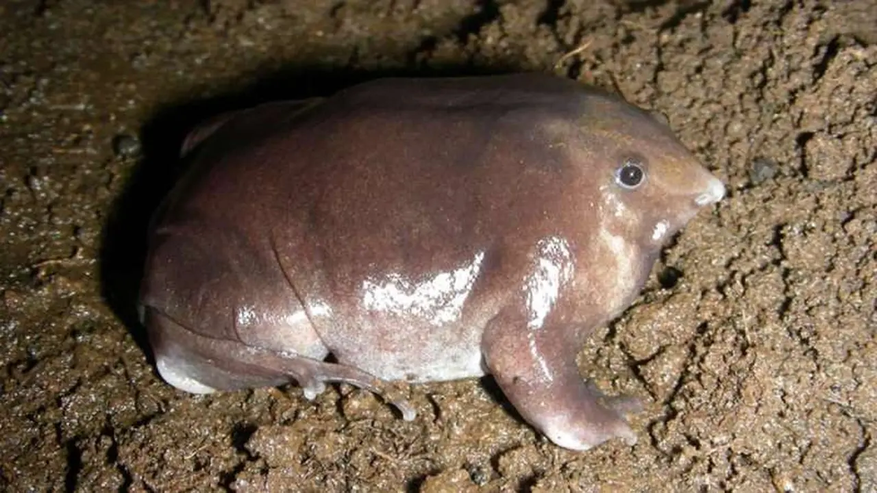 Katak