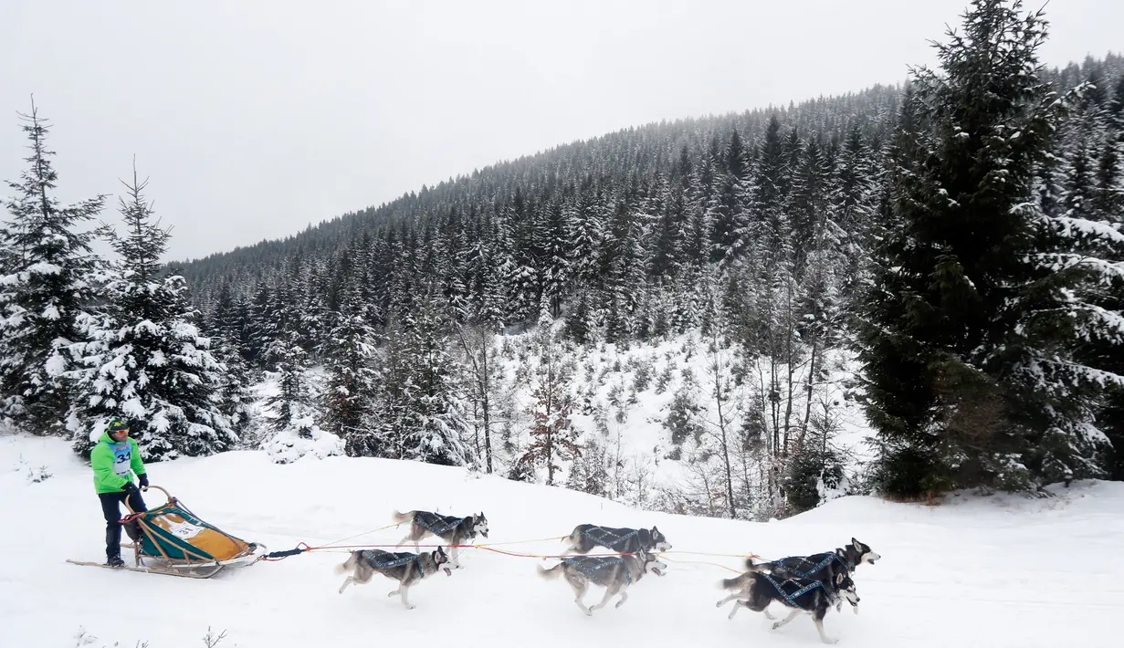 Seorang musher mengendarai kereta luncur anjing tradisional pada lomba Sedivackuv Long di dekat Desa Destne v Orlickych Horach, Republik Ceko, Kamis (23/1/2020). Sedivackuv Long edisi ke-24 tahun ini berlangsung selama lima hari. (AP Photo/Petr David Josek)