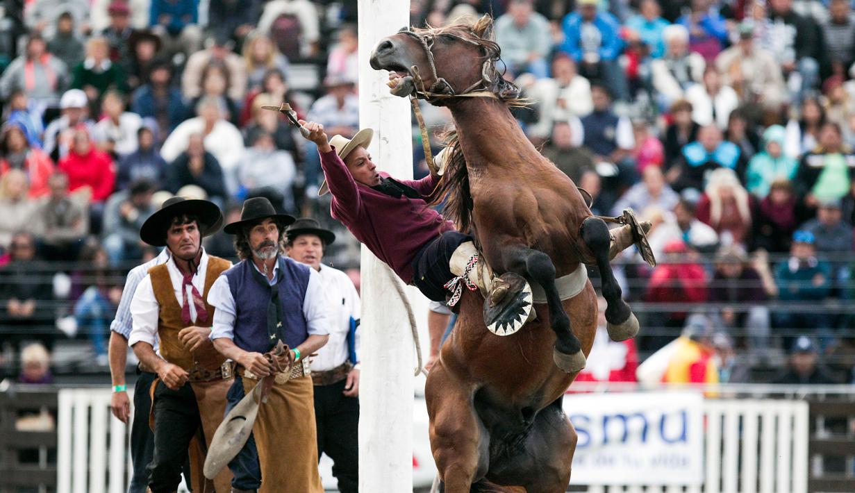 Seorang Gaucho berusaha menaklukan kuda liar dalam Criolla del Prado di Montevideo, Uruguay, Rabu (12/4). Di kota Montevideo acara minggu rodeo diadakan sejak 1925. (AP/Matilde Campodonico)
