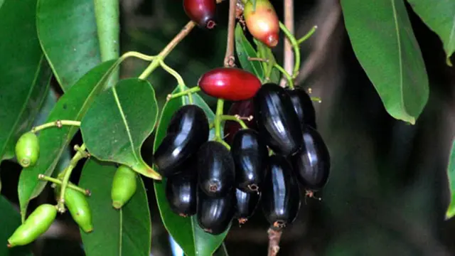 5 Khasiat Mengejutkan Dari Buah Jamblang