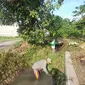 Anggota DPRD Bangkalan Abd Aziz sedang membersihkan irigasi