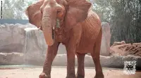 Gajah di Kebun Binatang Rabat, Maroko. (CNN)