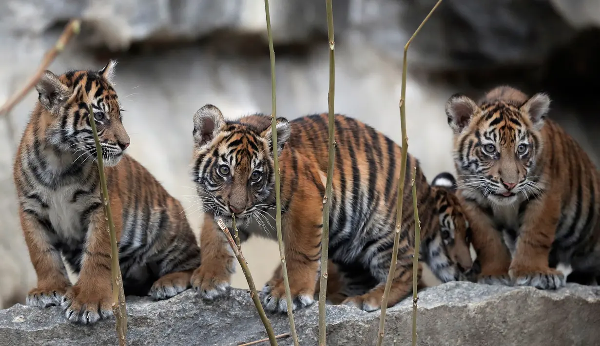 Empat harimau Sumatra muda menjelajahi kandang mereka setelah menghabiskan minggu-minggu pertama kehidupan mereka di kebun binatang di Berlin, Jerman (22/11). Empat Harimau Sumatera Muda tersebut lahir pada 4 Agustus 2018. (AP Photo/Michael Sohn)