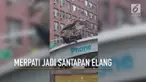 Rekaman seekor elang merah tengah menyantap burung merpati jadi perhatian warganet.