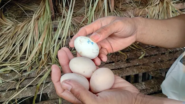 Telur dan Daging yang Dicari Orang Pasca Operasi