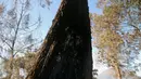 Kondisi salah satu pohon di kawasan Gunung Ijen setelah mengalami kebakaran beberapa waktu lalu. Foto diambil pada Senin, (20/10/2014). (Liputan6.com/Helmi Fithriansyah)