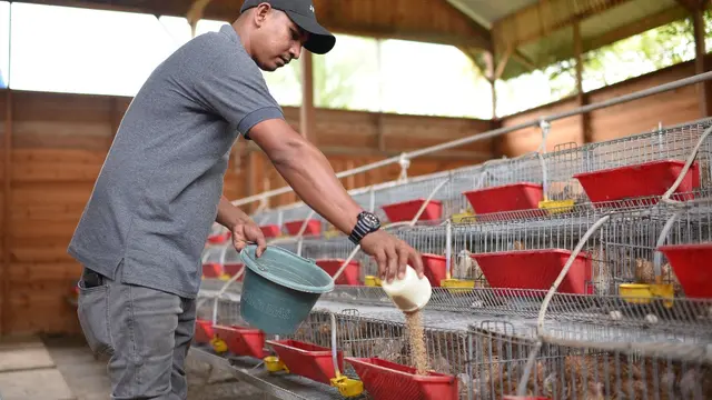 Usaha Ternak Burung Puyuh Petelur