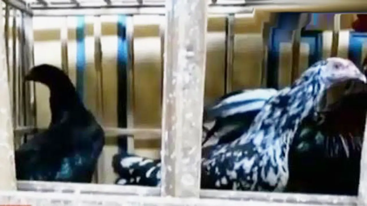 Segmen 7: Ayam KUB hingga Putri Belgia ke Kebun Raya Bogor