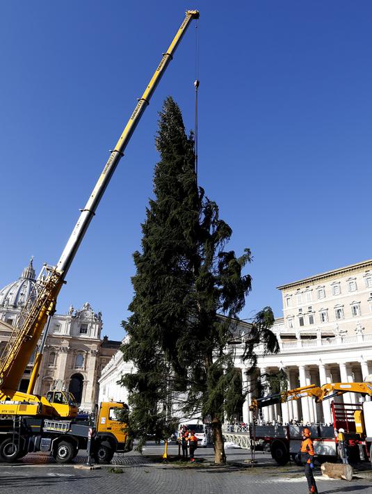 Sejumlah pekerja mendirikan pohon Natal di Lapangan Santo Petrus, Vatikan, Kamis (19/11/2015). Pohon natal setinggi 25 meter tersebut disumbang dari wilayah Bavaria di Jerman. (Reuters/ Stefano Rellandini)