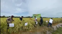Panen raya padi hasil produksi tahun 2023 dilakukan para petani di Desa Handil Birayang Atas, Kecamatan Bumi Makmur, Kabupaten Tanah Laut, Kalimantan Selatan/Istimewa.