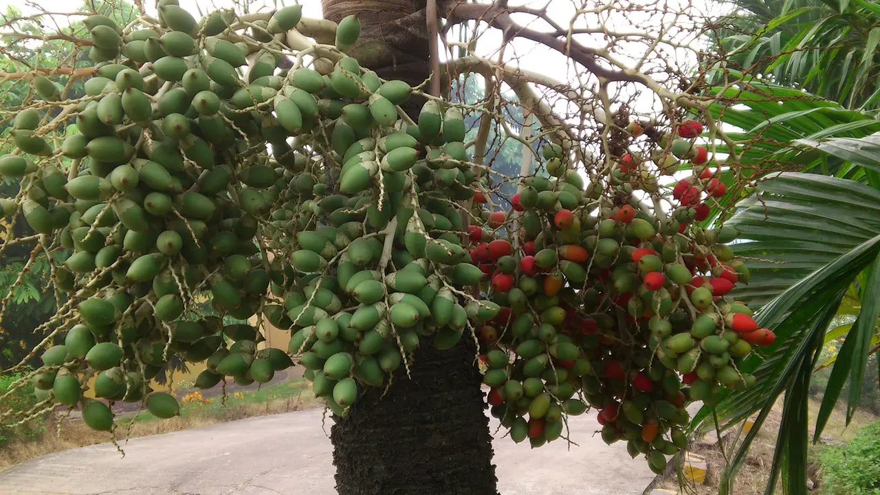 Kunyah Buah Pinang Bikin Ribuan Nyawa Melayang di Taiwan