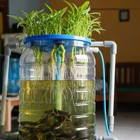 Tanaman dan Ikan yang Cocok untuk Aquaponik Galon Bekas/ AI